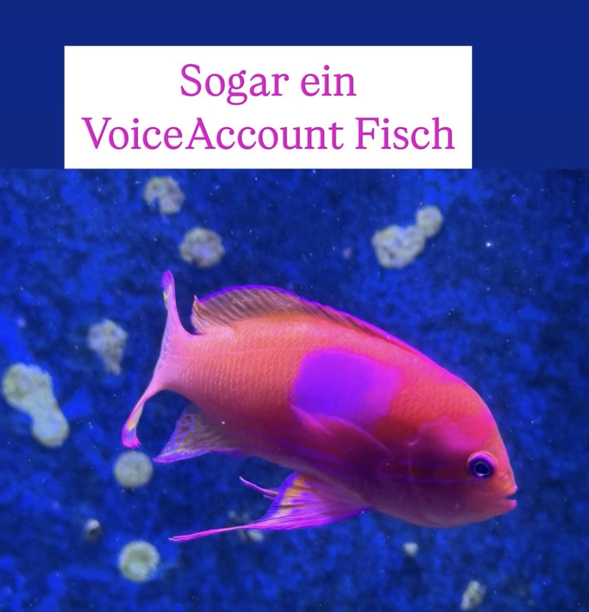 Chorausflug Aquazoo Düsseldorf